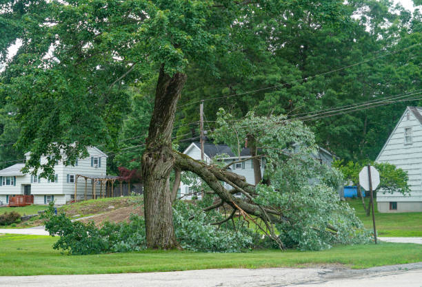 Best Local Tree Services  in Mountain View, NC